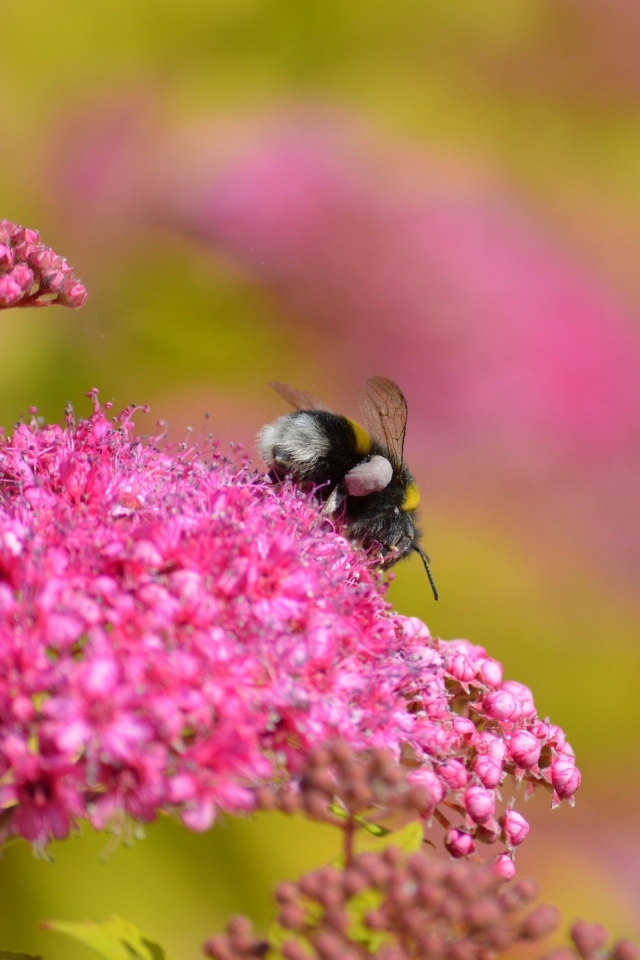 Шмель собирает пыльцу с розовых цветов