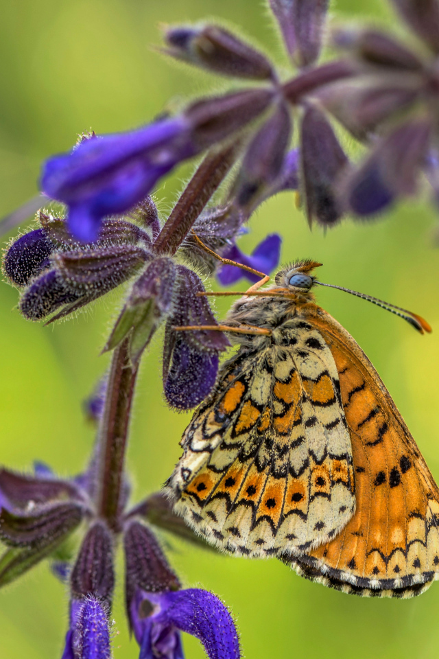 Бабочка висит на ветке  с синими цветами