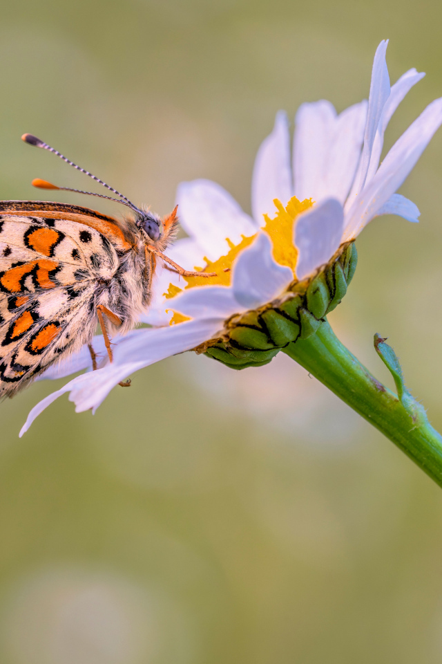 Бабочка сидит на белой садовой ромашке