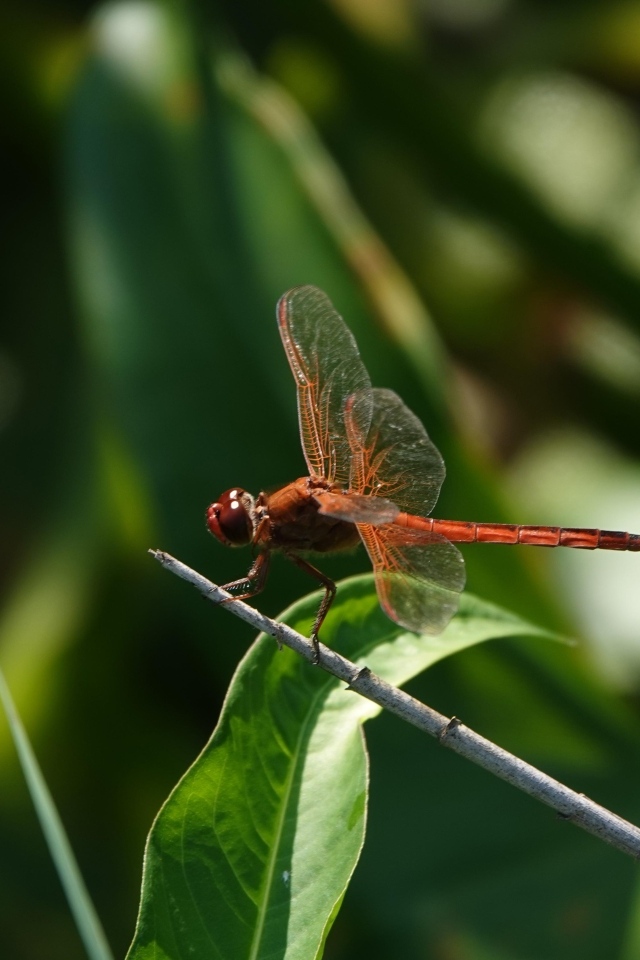 Стрекоза с прозрачными крыльями сидит на ветке
