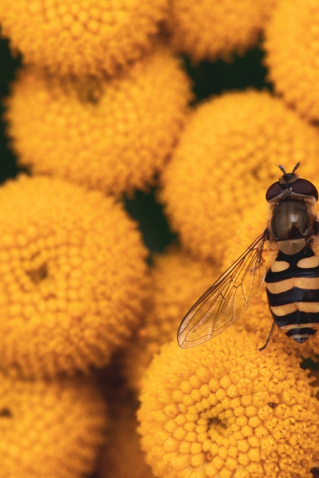 Муха сидит на желтых цветах пижмы