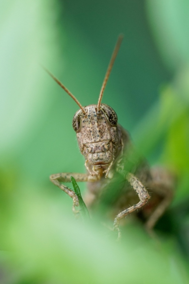 Большой кузнечик прячется в листьях 