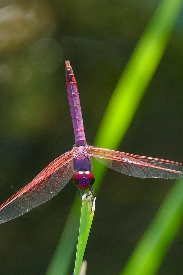 Сиреневая стрекоза сидит на зеленой траве