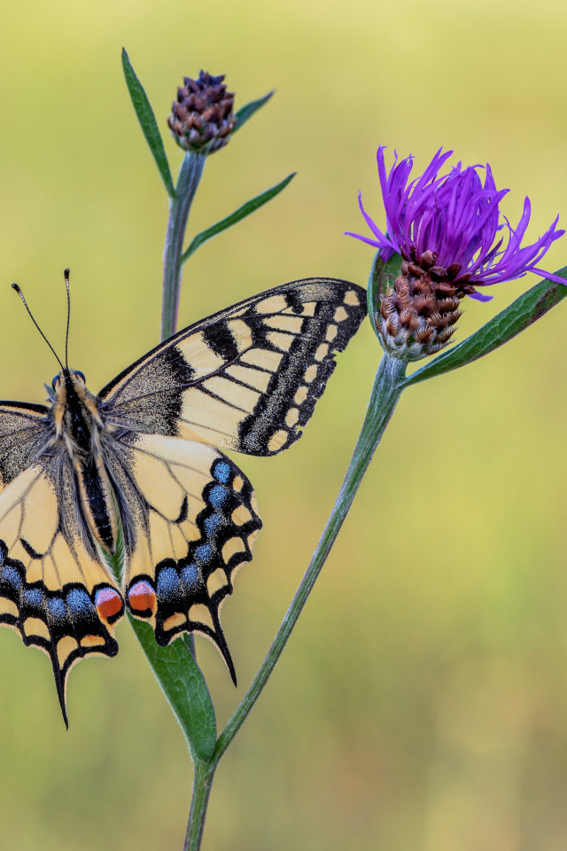 Бабочка махаон сидит на сиреневом цветке