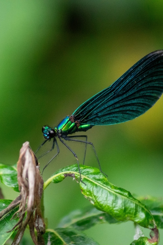 Красивая зеленая стрекоза на листе