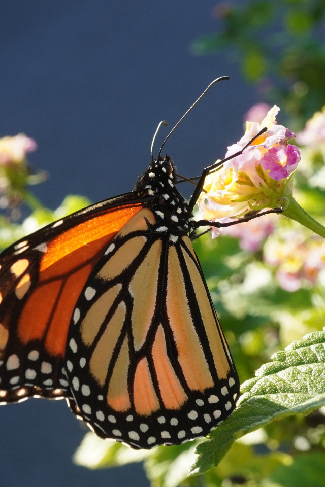 Коричневая бабочка на розовом комнатном цветке