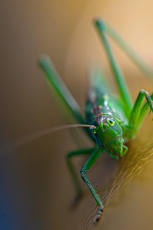 Большой зеленый кузнечик крупным планом