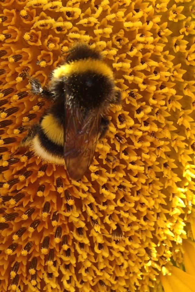 Большой полосатый шмель на цветке подсолнуха