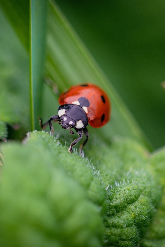 Маленькая божья коровка на зеленом листке
