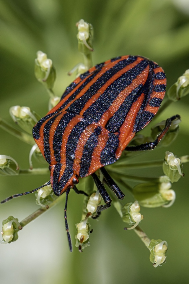 Красный клоп сидит на растении