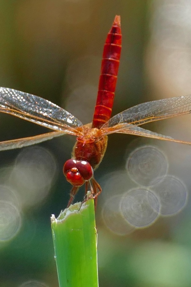 Красная стрекоза с большими крыльями сидит на зеленой траве