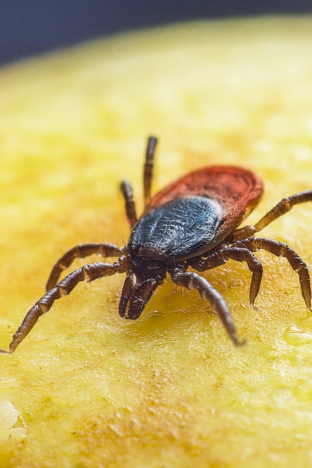 Клещ сидит на желтой поверхности 