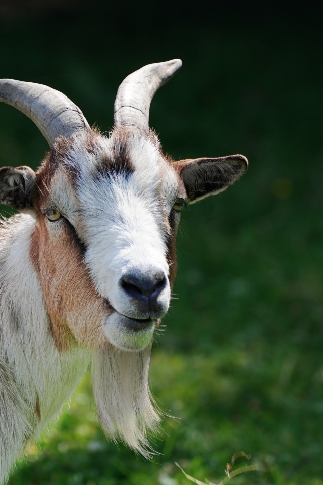 Домашний козел с большой бородой