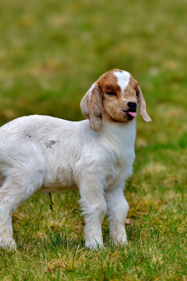 Маленький козленок на зеленой траве