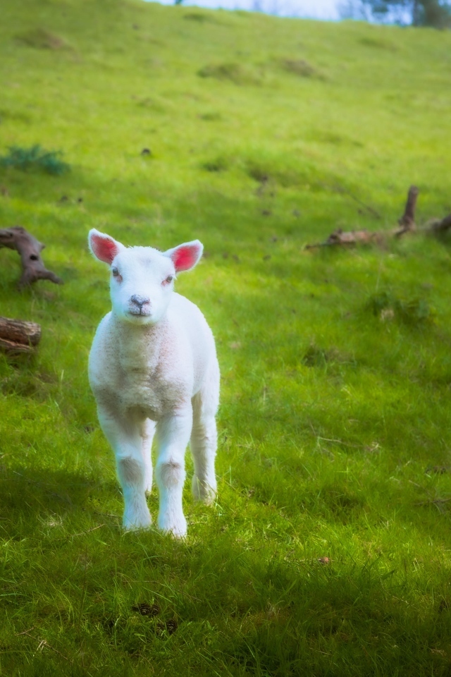 Маленький белый ягненок на зеленой траве