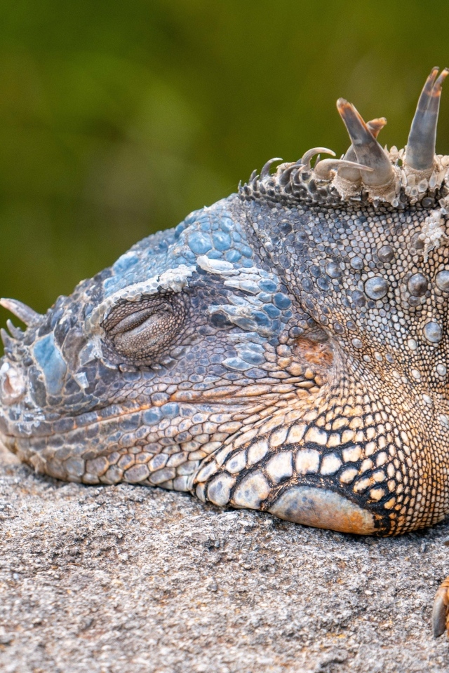 Большая игуана спит на камне