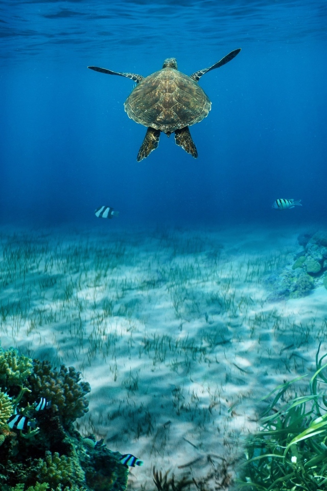 Большая черепаха плывет глубоко под водой