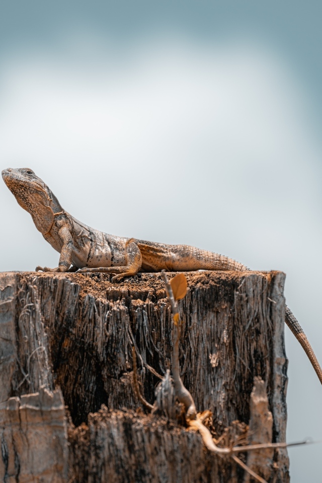 Ящерица сидит на сухом пне