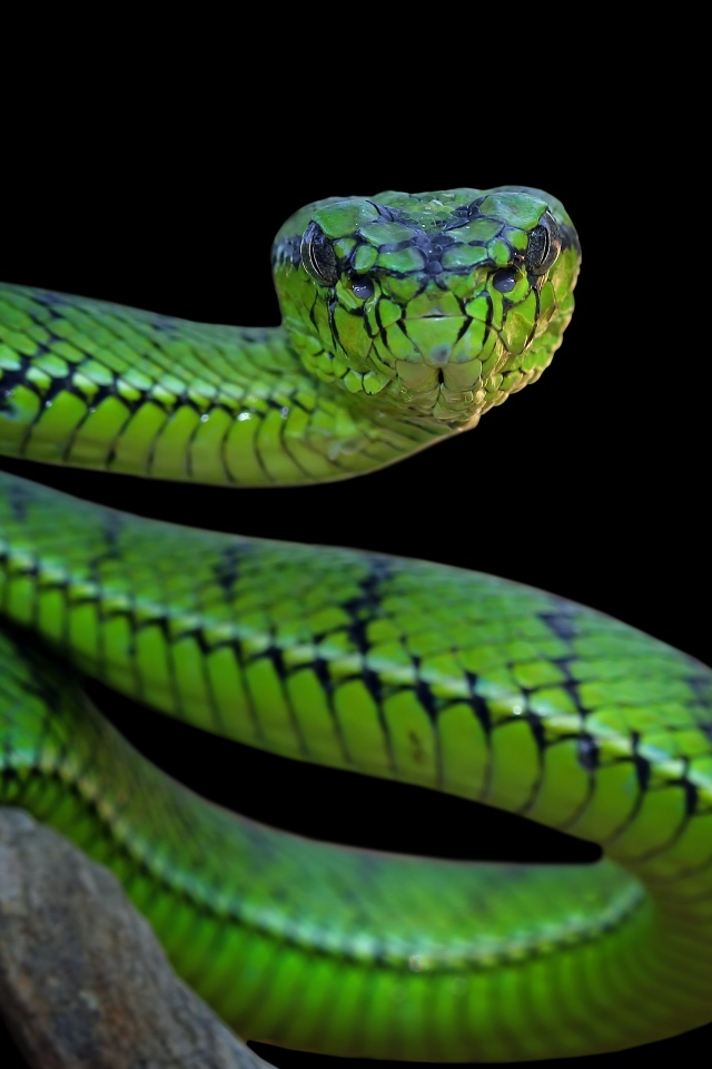 Большая зеленая змея на черном фоне