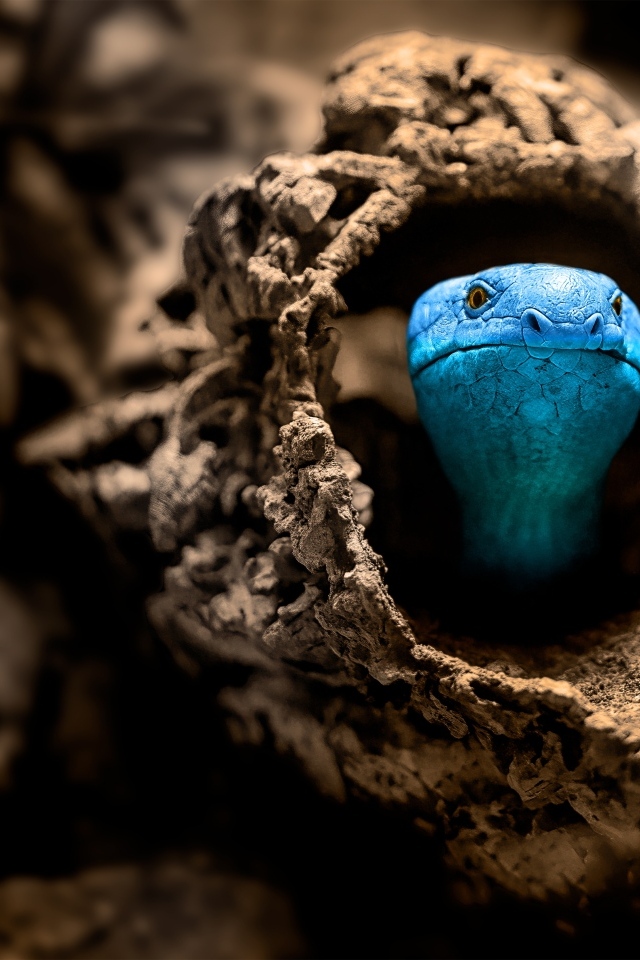 Голубая змея прячется в коряге