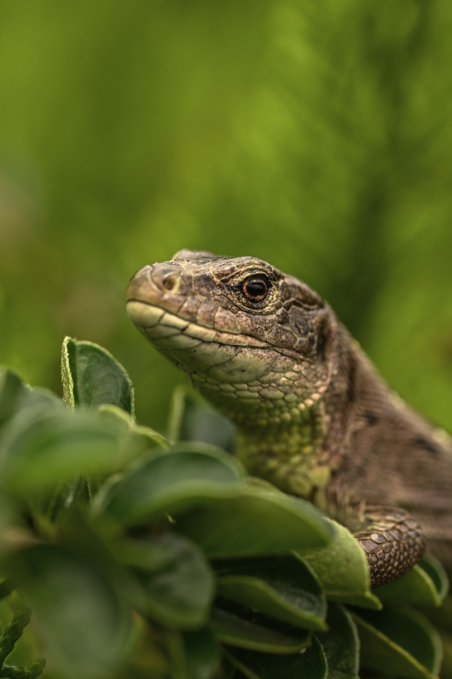Большая серая ящерица в зеленых листьях 