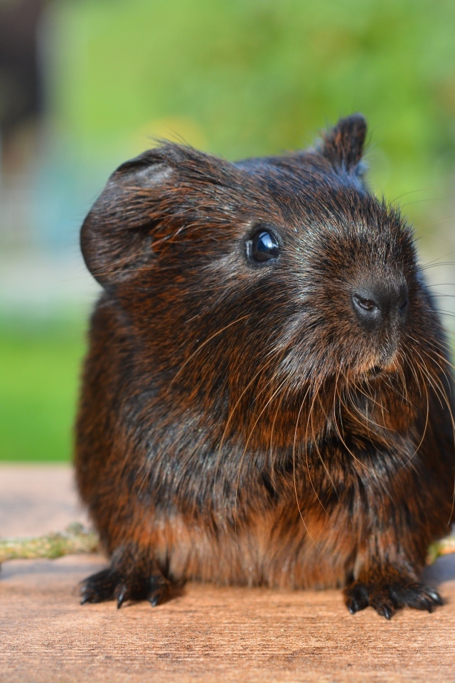 Черная морская свинка с шишкой