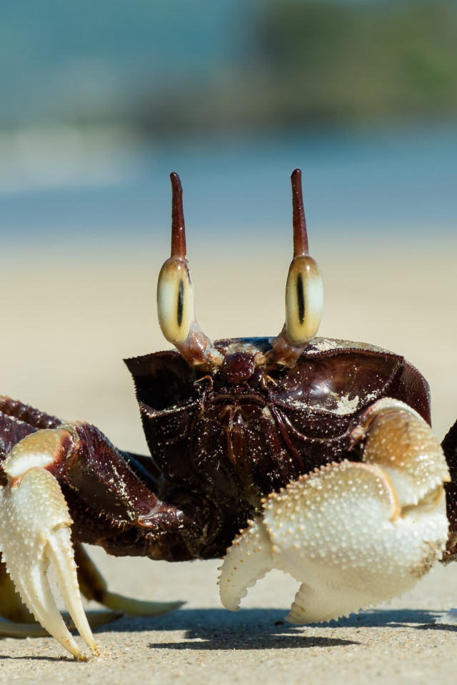 Большой глазастый краб ползет по песку 