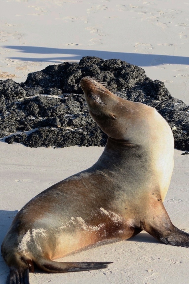 Морской котик греется на солнце на пляже