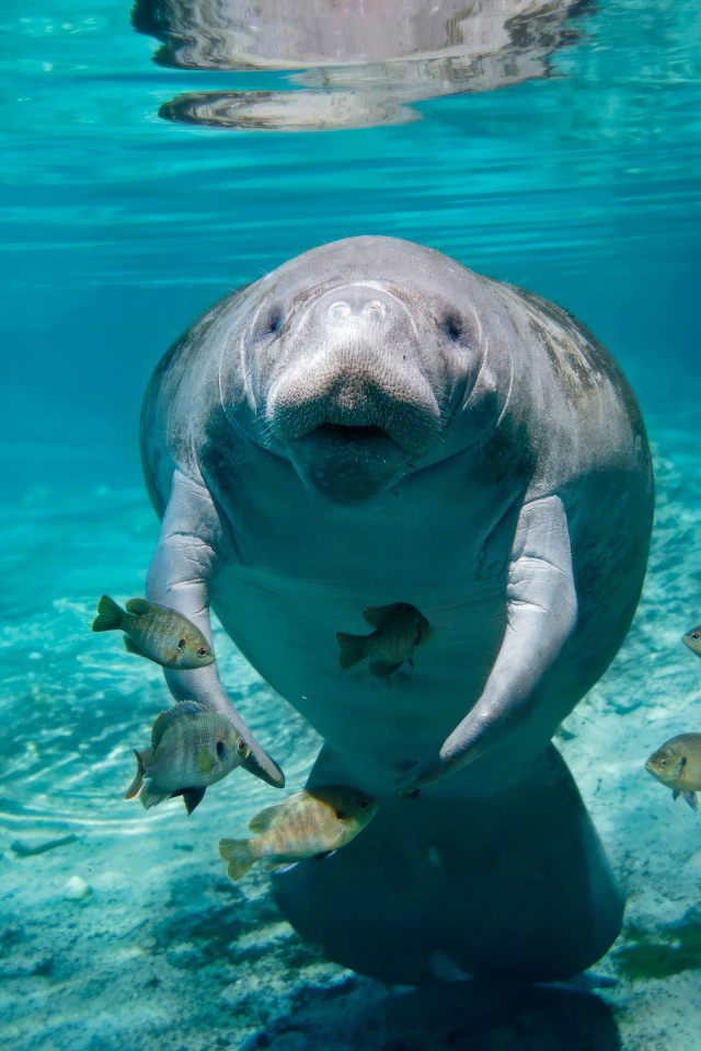 Ламантин с рыбами плавает под водой