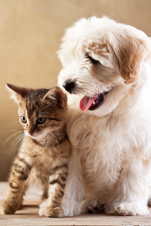 Маленький пушистый щенок с серым котенком