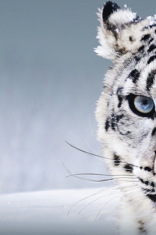 Большой голубоглазый снежный барс