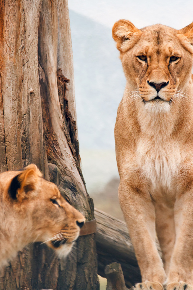 Две львицы стоят у дерева 