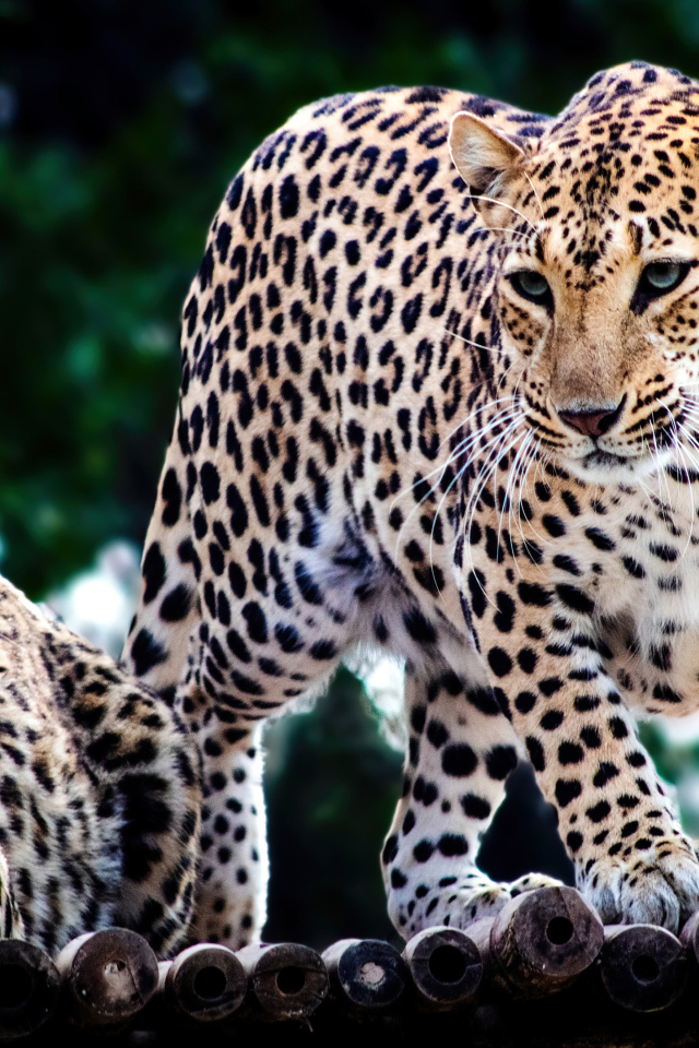 Два пятнистых ягуара в зоопарке