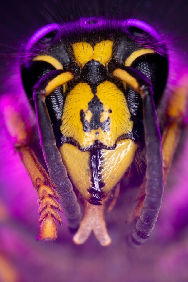 Голова пчелы макросъемка 