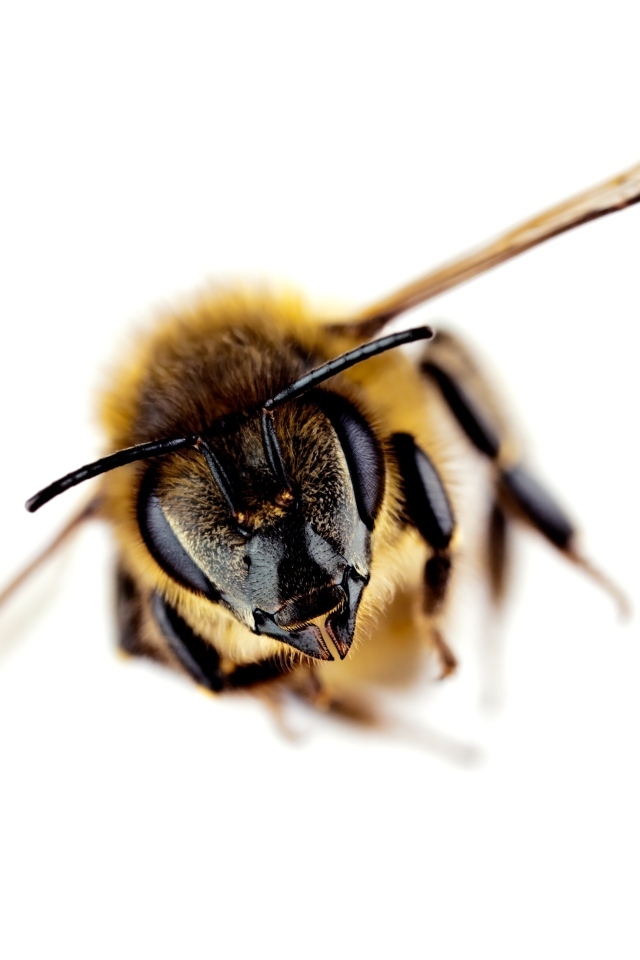 Пчела на белом фоне макросъемка