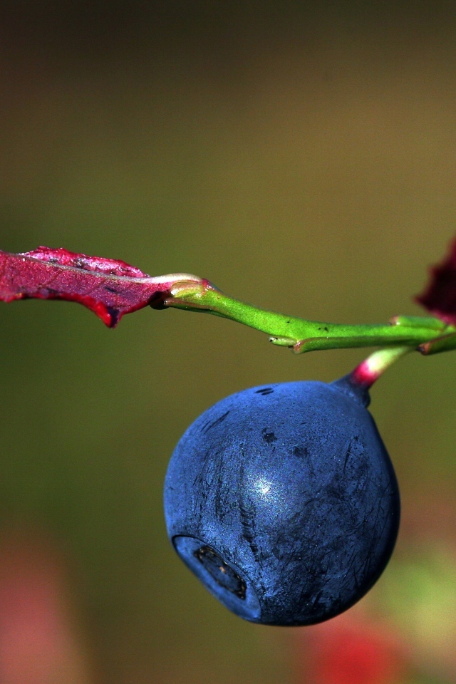 Ягода черники на ветке макросъемка