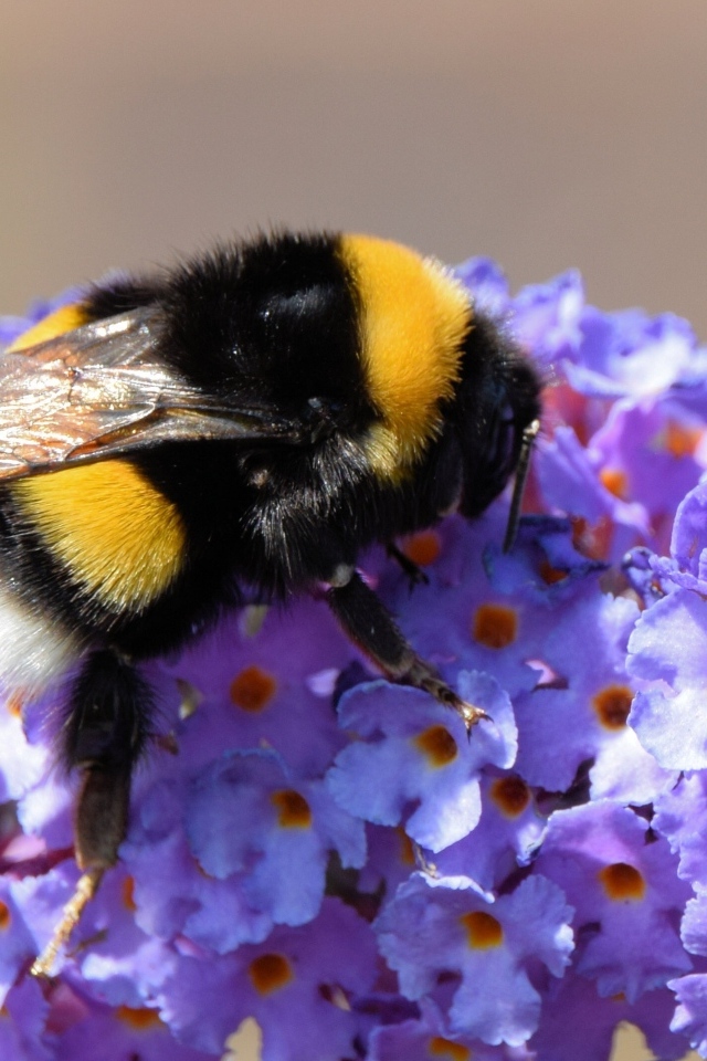 Маленький шмель на сиреневых цветах