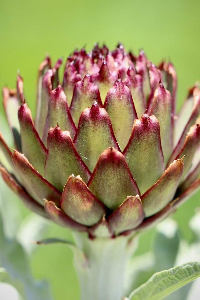 Растение артишок крупным планом