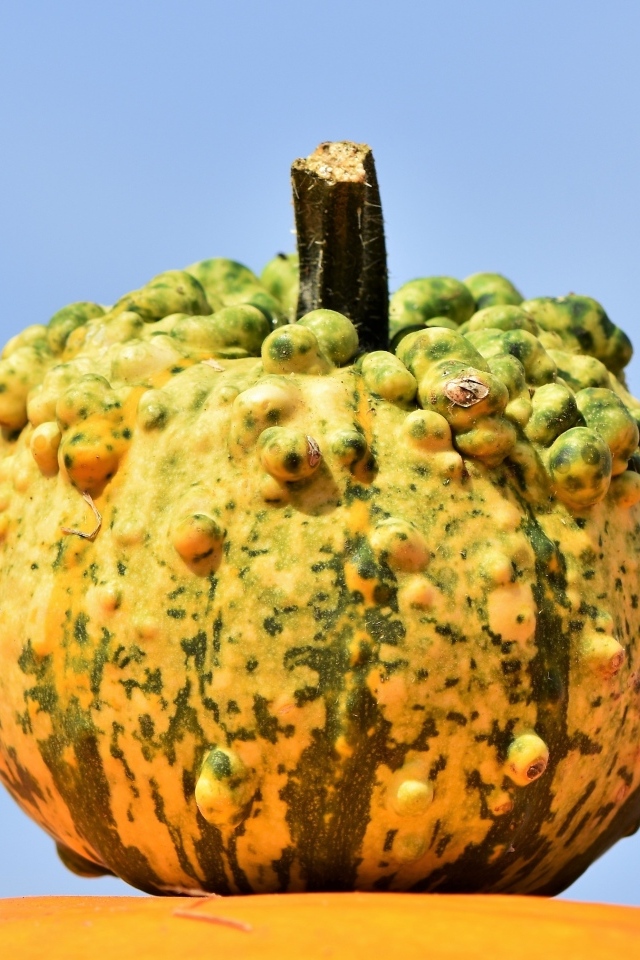 Большая тыква на фоне голубого неба