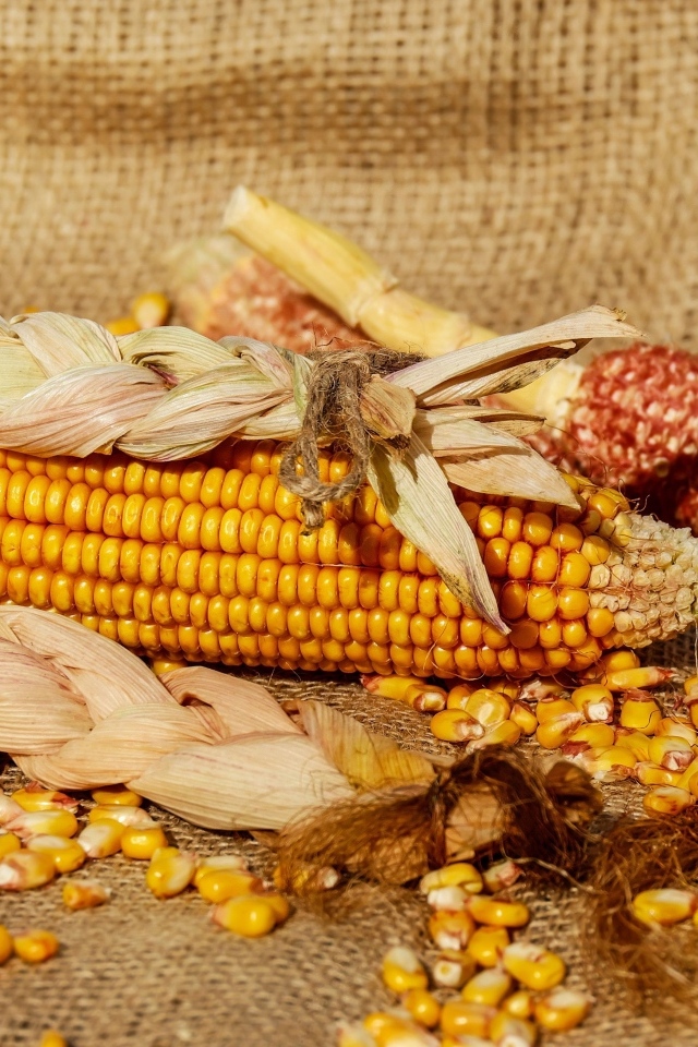 Початки кукурузы с зернами 