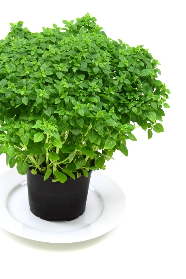 Ароматная зелень в горшке на столе