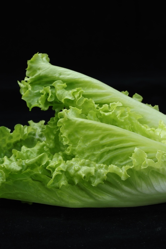 Салат латук на черном фоне