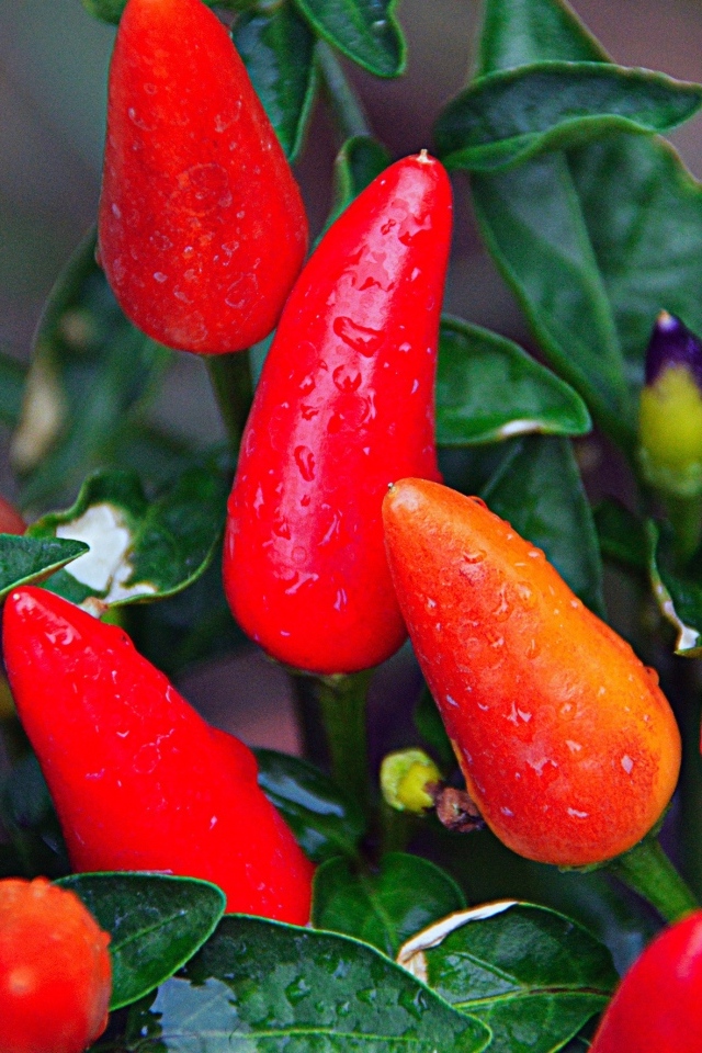 Мокрый красный перец крупным планом