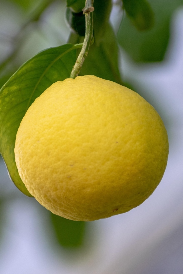Желтый лимон висит на ветке 