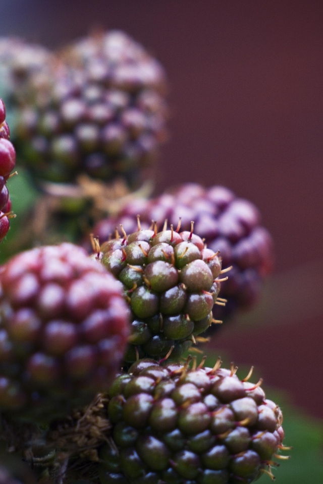 Зеленая ежевика на ветках 