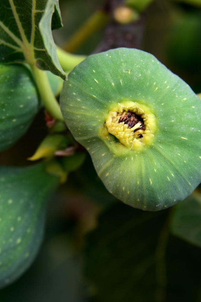 Зеленый инжир на ветке крупным планом