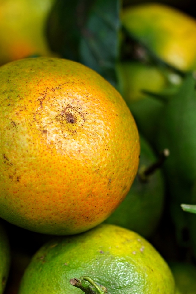 Зеленые мандарины с листьями крупным планом