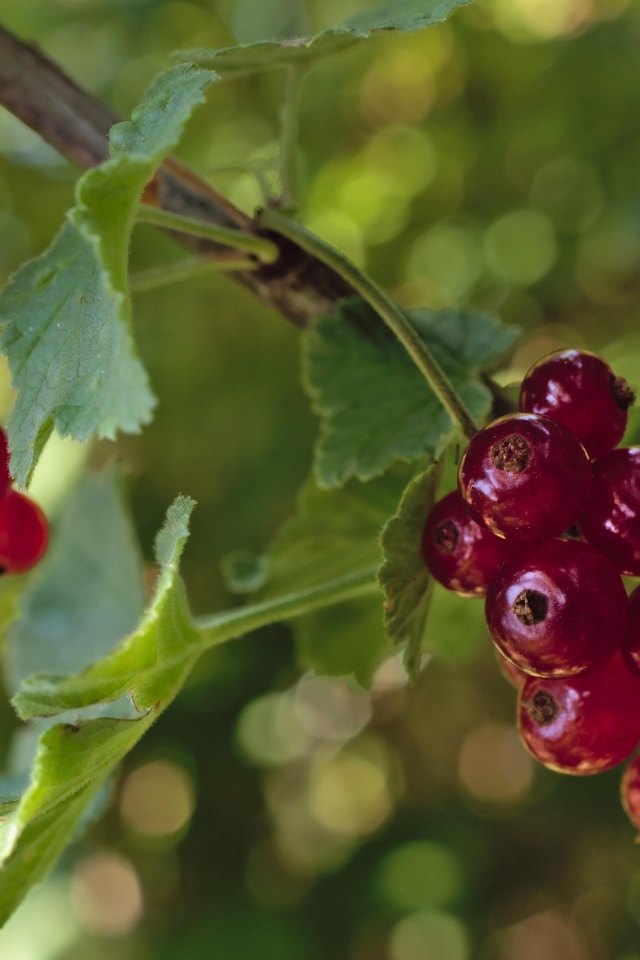Красная смородина на веточках крупным планом