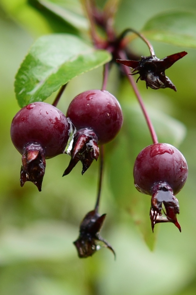 Красные мокрые ягоды на ветке  летом