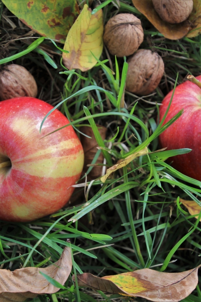 Два красных яблока с грецкими орехами в траве